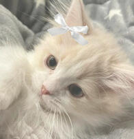 🐱