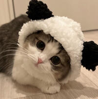 🐱